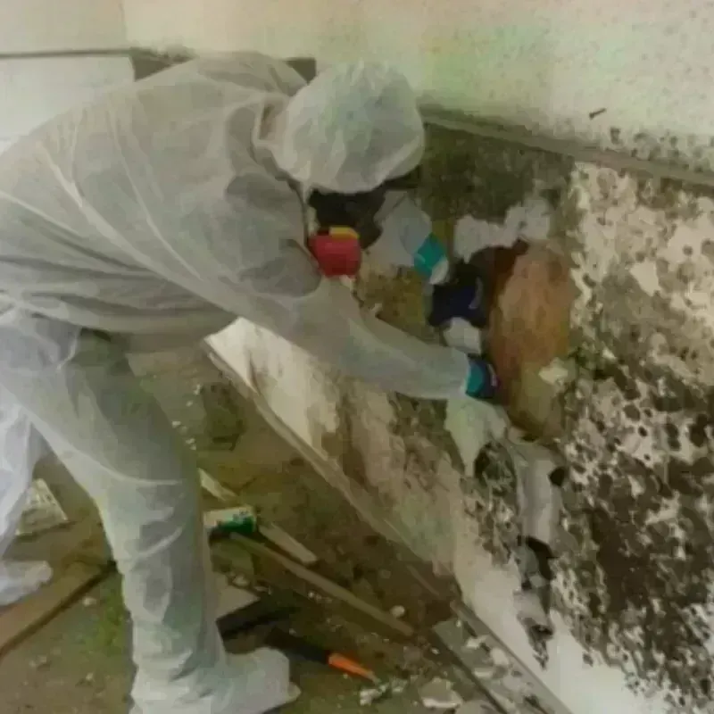 Mold Remediation and Removal in Marshalltown, IA